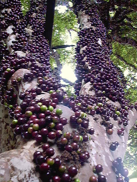 jabuticaba