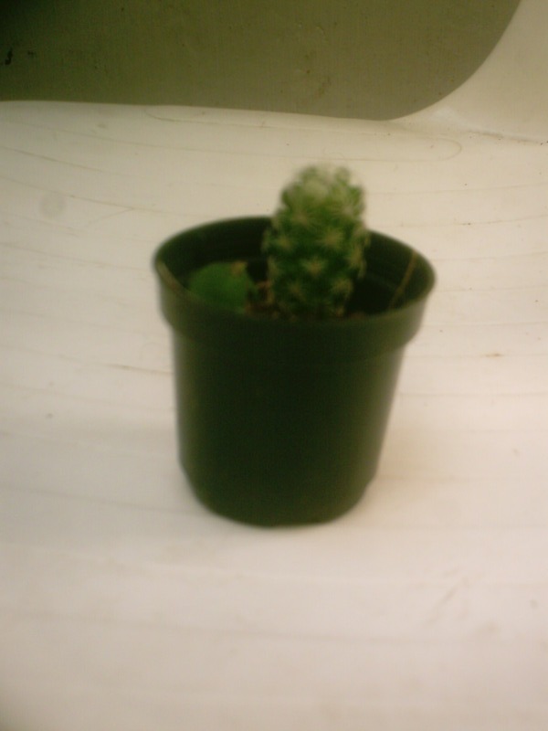 cactus