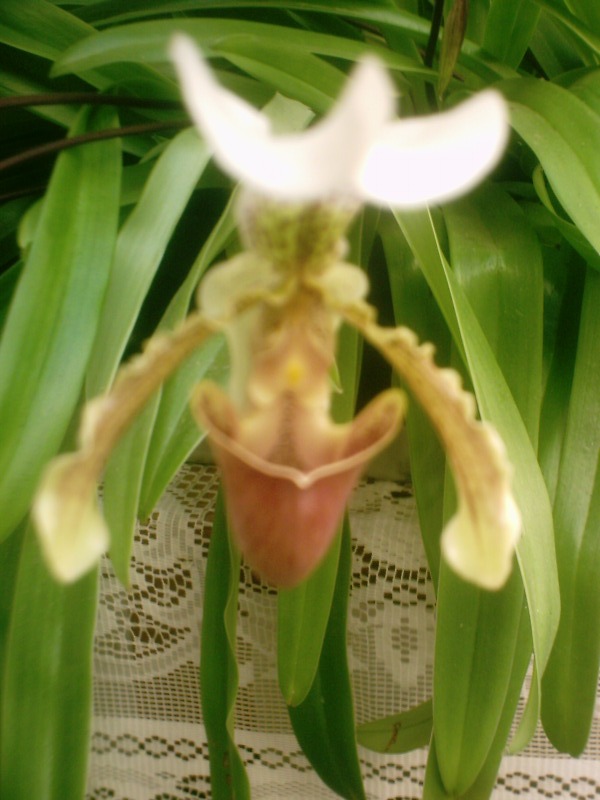 orquidea