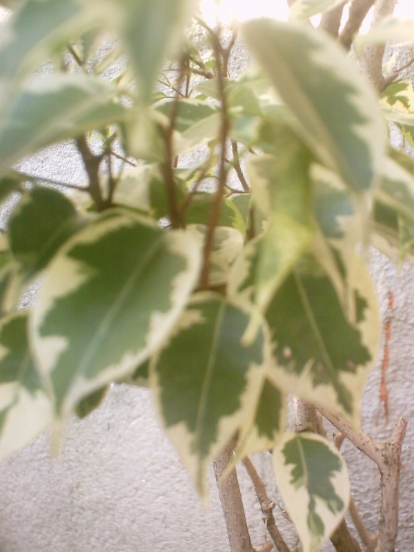 ficus